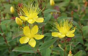 Hypericum Hircinum Zitronenduftendes Johanniskraut Pflanzen Pflanzenreich Johanniskraut