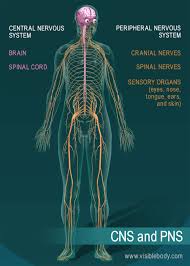 The central nervous system controls the biological processes of our body and all conscious thought. Nervous System Overview