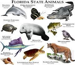 The most endangered of all florida's symbols is its state animal, the panther (felis concolor coryi) which was chosen in 1982 by a vote of students throughout the state. Florida State Animals Fine Art Illustration Of The Officia Flickr
