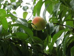 Image result for Prunus persica