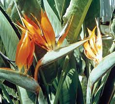 Bird Of Paradise Flower Description Facts Britannica