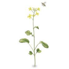 We did not find results for: Wisconsin Fast Plants Standard Seed Pkg Of 50 Plant Growth Supplies Botany Science Education Supplies Nasco