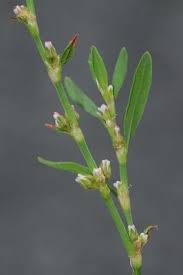 Image result for Polygonum aviculare