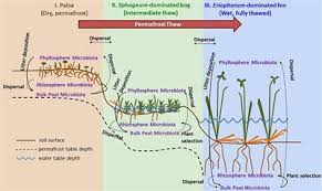 Stordalen mire is located 11 km east of the town of abisko in northern sweden (at approximately 68°21′n, 19°02′e or 68.350°n, 19.033°e). Stordalen Mire Plant Microbiomes List Of Frontiers Open Access Articles