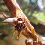 Image result for Bulbophyllum schinzianum