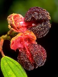 Image result for Melastomastrum