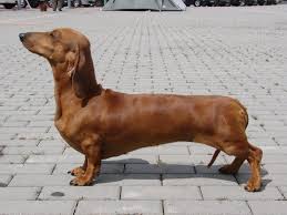 Image result for jezevčík hladkosrstý