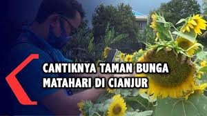 Mulai dari rangkaian bunga yang biasanya digunakan sebagai hadiah baik itu bunga bouquet, bunga meja, ataupun standing flowers. Kampung Bunga Matahari Cianjur Obyek Wisata Baru Yang Instagramable