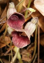 Image result for Aristolochia heppii