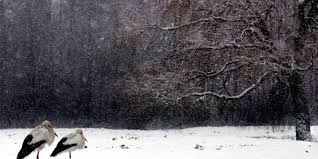 De dikte van de sneeuwlaag bedraagt 62 cm in chiny en 51 cm in bertrix. Eerste Sneeuw Dit Jaar Kleurt Nederland Een Beetje Wit Blik Op Nieuws