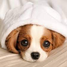 Really cute puppies puppy love cute dogs baby beagle beagle puppy dogs and kids hound dog cute animal pictures mans best friend. Good Housekeeping On Instagram Current Status Getting Cozy Ghsealofcute Regram Nessathecavalier Cute Baby Animals Cute Baby Dogs Puppies