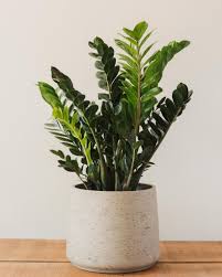 While toxic sounds like a scary word, it is very unlikely the zz plant will kill or cause significant harm to you or your pets. Zamioculcas Zamiifolia Zz Plant Glasswing