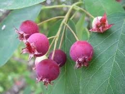 Image result for Amelanchier alnifolia