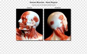 Human tongue anatomy 16 photos of the human tongue anatomy anatomy of your tongue, diagram of the human tongue, human tongue anatomy underside, human tongue length, parts of the tongue underside, taste to posterior 1 3 of tongue, tongue function, under tongue anatomy, head, anatomy of your tongue, diagram of the human tongue, human tongue … Nose Muscle Skull Head And Neck Anatomy Human Body Nose Face People Human Png Pngwing