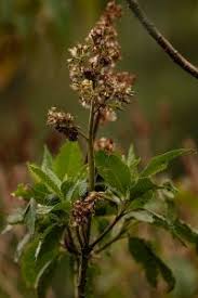 Image result for Solanecio mannii