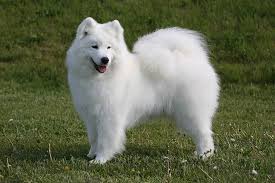 Samoyed Dog Breed Information