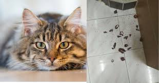Bagi peminat kucing, memelihara kucing merupakan salah satu terapi bagi mereka, namun kadang anda juga boleh meletakkan serai di sudut sudut rumah untuk mengelakkan mereka kencing merata. Guna Bahan Hangat Ni Elakkan Kucing Kencing Di Tempat Sama Mudah Je Keluarga