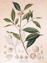 Image result for Argyrolobium tomentosum