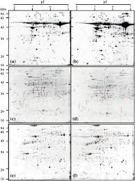 Image result for Kyllingiella microcephala