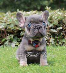Black And Tan Merle Frenchie Home Lindor French Bulldogs Frenchies For Sale All Colors French Bulldog White French Bulldog Puppies French Bulldog Puppies