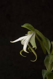 Image result for Bonatea steudneri