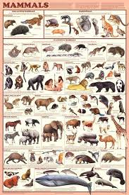 Laminated Mammals Educational Animal Chart Poster
