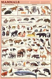 laminated mammals educational animal chart poster