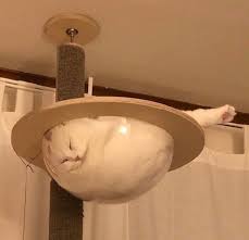 Memebase cat sitting at the table all your memes in our. 10 Hilarious Pictures Of Cats Sitting On A Glass Table