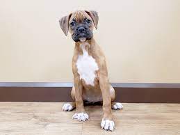 Boxer Dog Female Fawn 2476209 Petland Beavercreek Oh