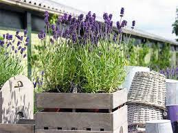 lijkt je tuin wel een kattenbak zo kun je katten uit de tuin houden tuinonderhoud tuin tuinonderhoud tuin kattenbak