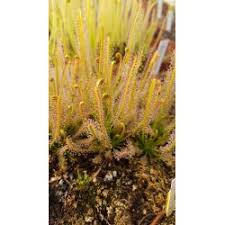 Plantes Carnivores Drosera Exotik