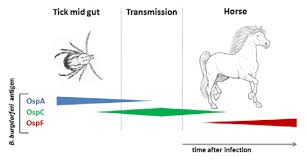 Borrelia burgdorferi are bacterial species of the spirochete class in the genus borrelia, some of which cause lyme borreliosis (also known as lyme disease) in humans. Lyme Disease Multiplex Testing For Horses Cornell University College Of Veterinary Medicine