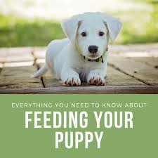Dogs in general can have sensitive digestive systems that don't respond well to being overloaded by too much, or completely new, food. Everything You Need To Know About Feeding A Puppy Pethelpful