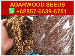 30.06.2020 · agarwood seeds are round in brown color and resemble those of the yew. Agarwoood Seeds Suppliers 62857 6639 6781 Whatsapp Agarwood Seeds Suppliers 62857 7739 6781 Suppliers