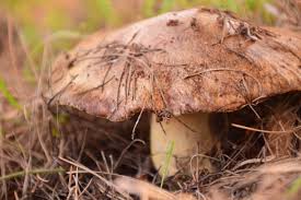 Risultati immagini per funghi porcini