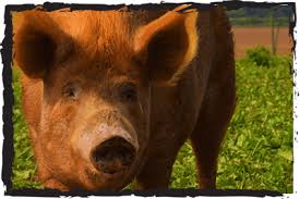 They produced meat and bacon that is lean and fine grained.want to see more like this? Tamworth Rare Breed Pigs At Jimmys Wildlife Farm Park
