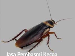 Check spelling or type a new query. Layanan Kami Pt Flora Pestisindo Jaya