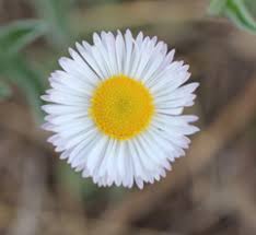 Pecos-Tracy's Daisy, Tracy's Fleabane
