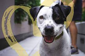 And works to reduce pet. The Anti Cruelty Society Home
