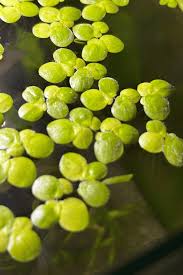 Image result for Spirodela