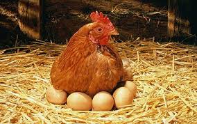 Check spelling or type a new query. Jenis Jenis Ayam Ras Petelur Poultryshop Indonesia