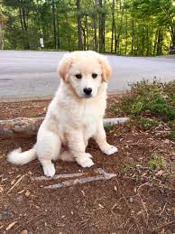 The golden retriever lab mix is a crossbreed dog that combines the labrador retriever with the golden retriever. Lab Golden Retriever Mix Golden Retriever Golden Retriever Lab Dogs And Puppies Golden Retriever