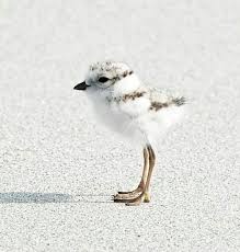 Weird Bird From Finding Dory Pin By Martha Lowe On Free As A Bird Birds Cute Animals Animals Beautiful