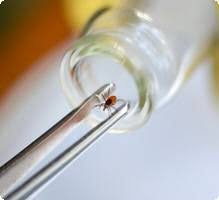 La maladie de lyme ou borréliose est le déclencheur de plusieurs. Maladie De Lyme Les Symptomes Et Causes De La Maladie De Lyme