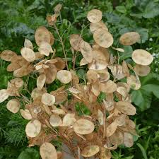 In addition, lack of nutrients in the soil, lack. Money Plant Seeds Honesty Plant Seeds Everwilde Farms
