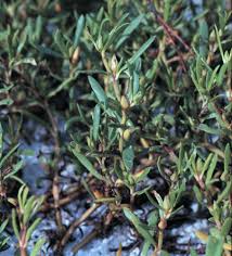 Image result for Sesuvium portulacastrum