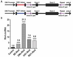 Intron-mediated enhancement boosts Rtn4 circRNA expression: A robust method  for exploring circRNA function | bioRxiv