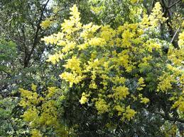 Please check other species of the genus and distribution of the plants in. It S Fall At Central Florida B B Thurston House Bed And Breakfast