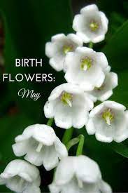We did not find results for: May Birth Flower Lily Of The Valley Hawthorn Growing Family May Birth Flowers Lily Of The Valley Flowers Birth Flowers