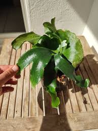 Image result for Platycerium stemaria